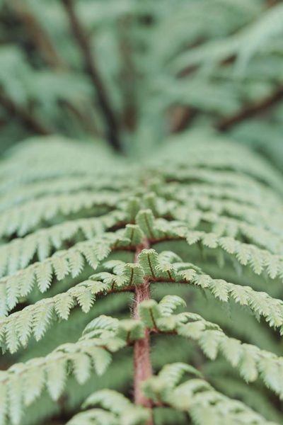 rainforest-alliance-zold-bekas logó